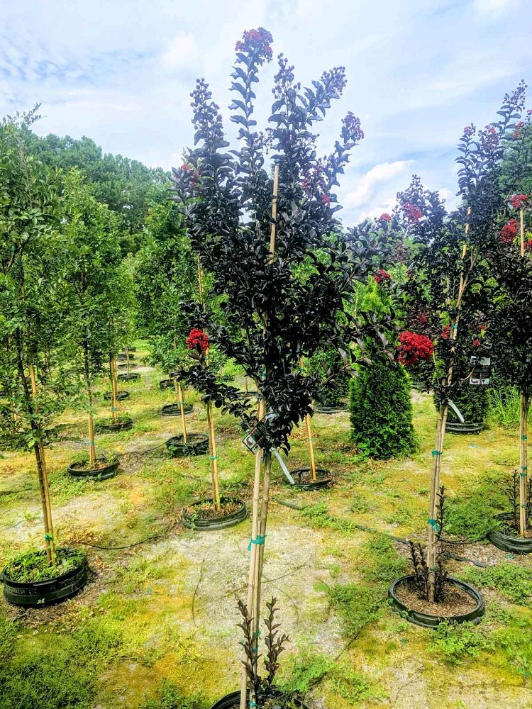 lagerstroemia-indica-black-diamond-best-red-crape-myrtle