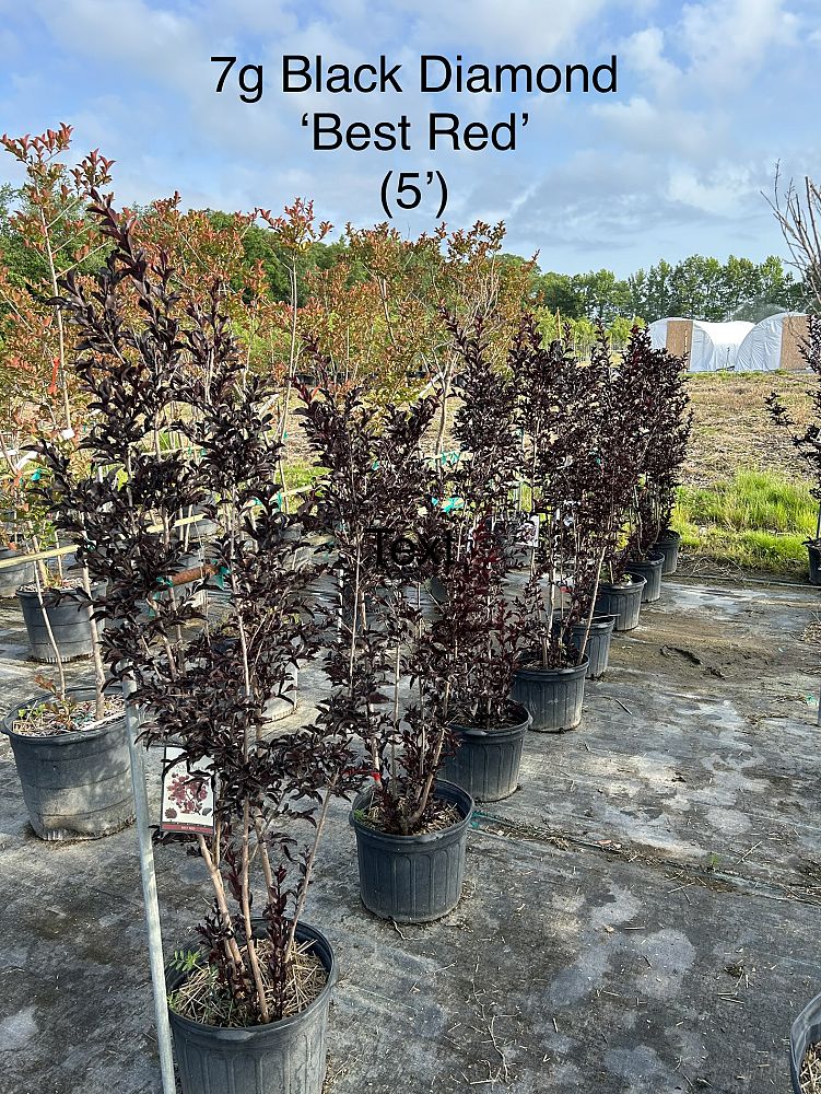 lagerstroemia-indica-black-diamond-best-red-crape-myrtle