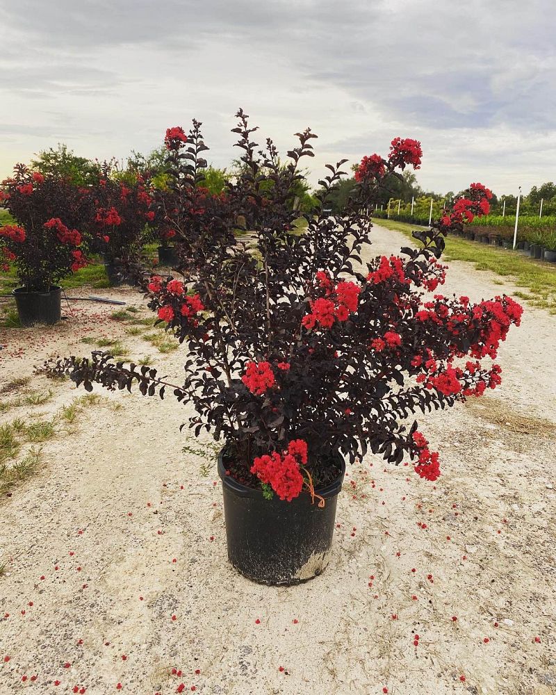 lagerstroemia-indica-black-diamond-best-red-crape-myrtle