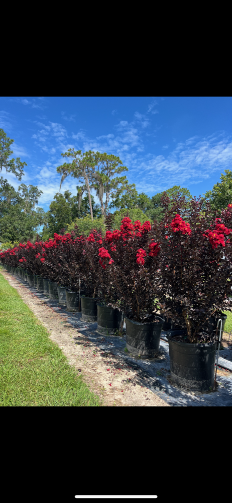 lagerstroemia-indica-black-diamond-best-red-crape-myrtle