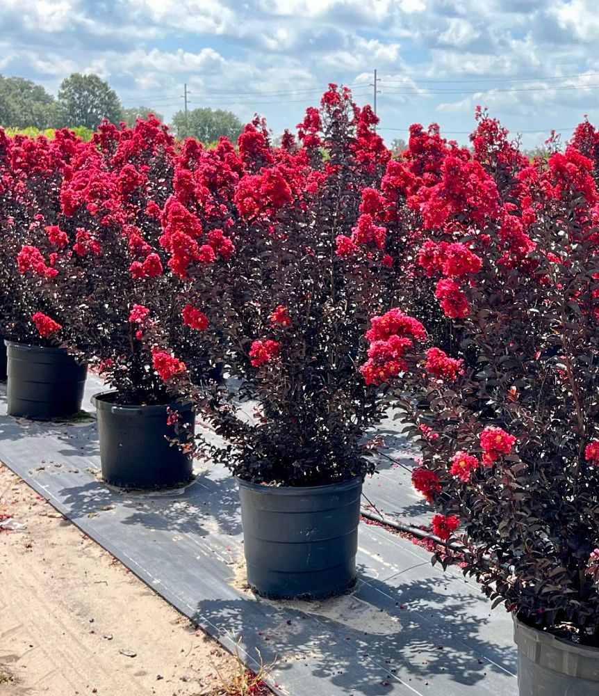lagerstroemia-indica-black-diamond-best-red-crape-myrtle
