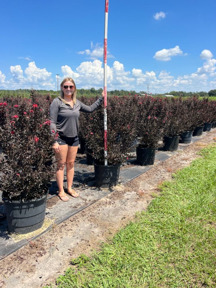 lagerstroemia-indica-black-diamond-best-red-crape-myrtle