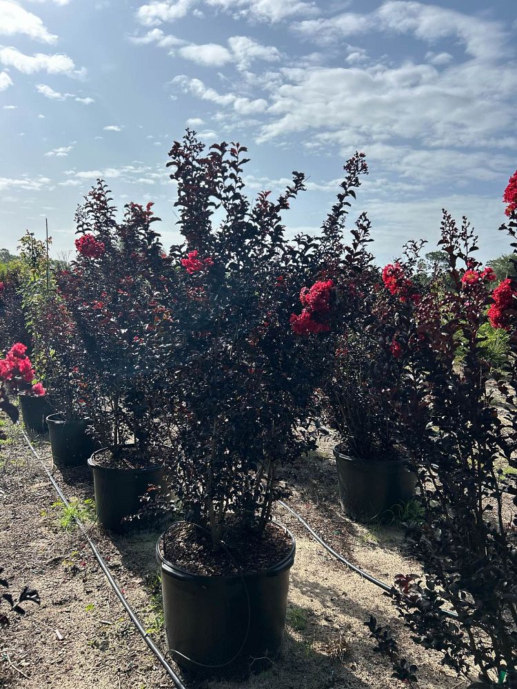 lagerstroemia-indica-black-diamond-best-red-crape-myrtle
