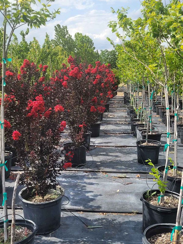 lagerstroemia-indica-black-diamond-best-red-crape-myrtle