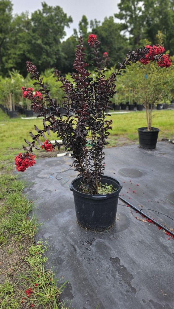 lagerstroemia-indica-black-diamond-best-red-crape-myrtle