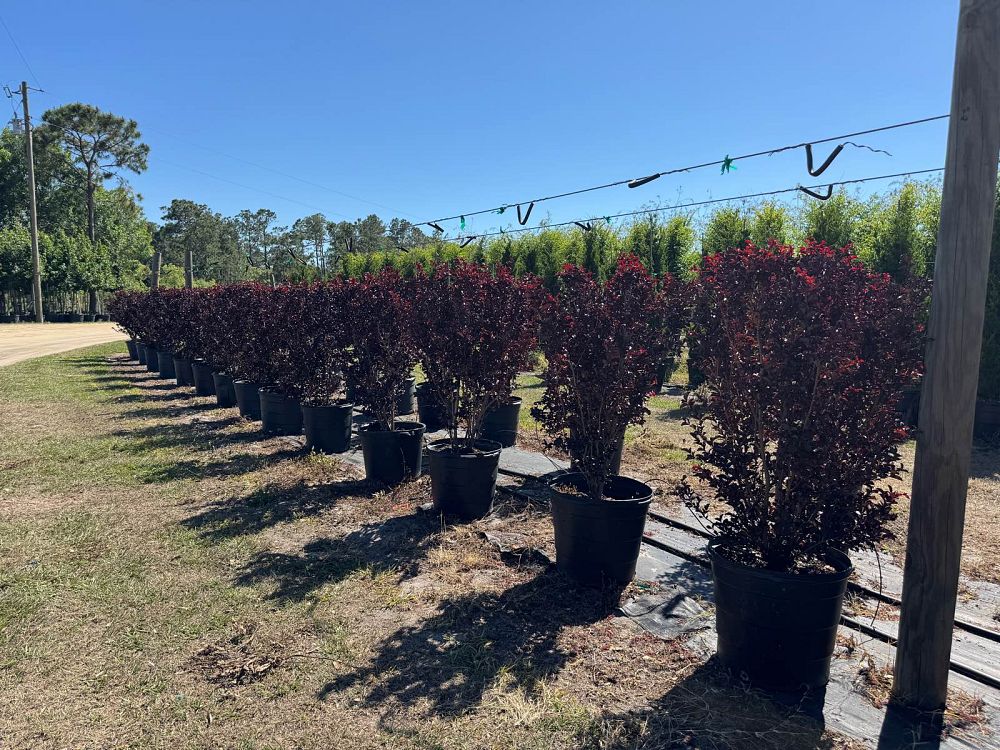 lagerstroemia-indica-black-diamond-best-red-crape-myrtle
