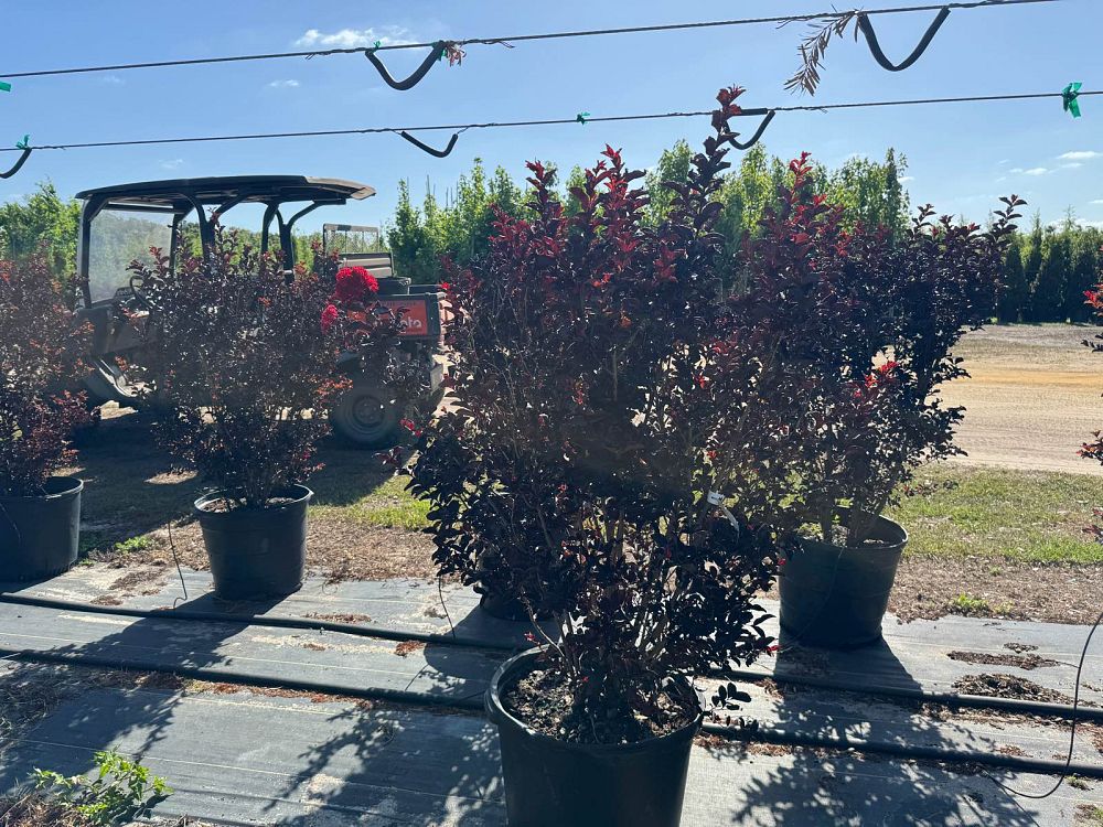lagerstroemia-indica-black-diamond-best-red-crape-myrtle