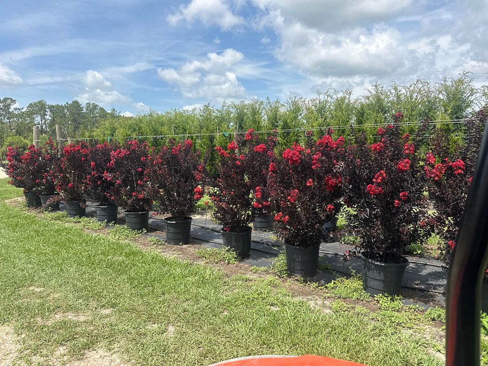 lagerstroemia-indica-black-diamond-best-red-crape-myrtle
