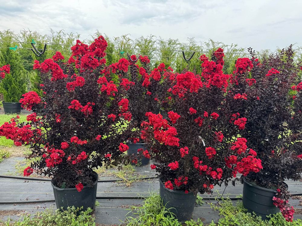 lagerstroemia-indica-black-diamond-best-red-crape-myrtle