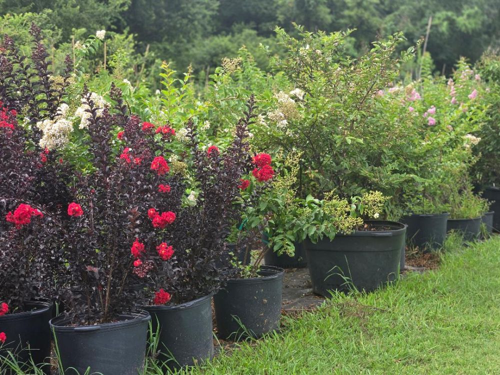 lagerstroemia-indica-black-diamond-best-red-crape-myrtle