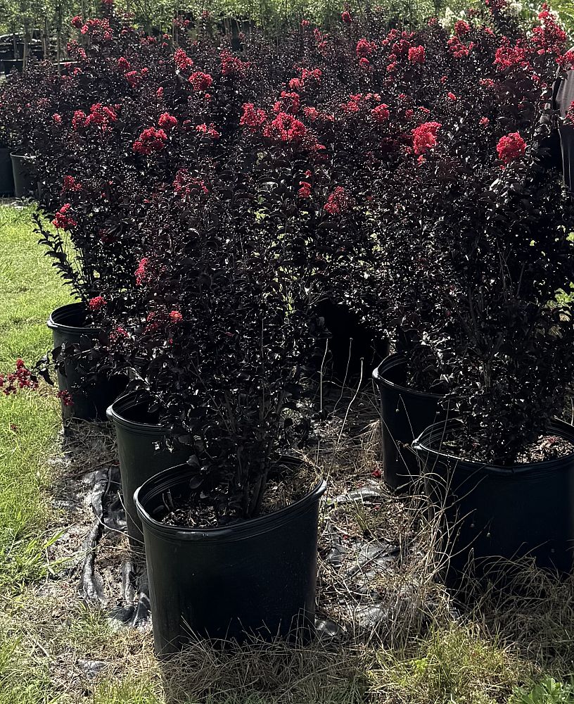 lagerstroemia-indica-black-diamond-best-red-crape-myrtle