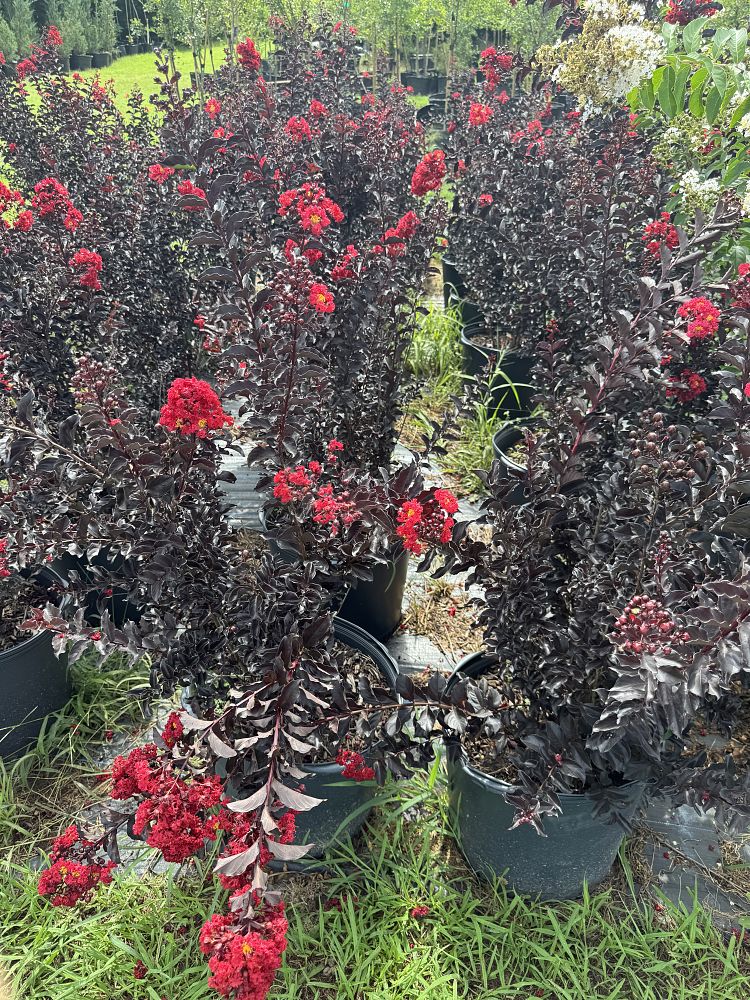 lagerstroemia-indica-black-diamond-best-red-crape-myrtle