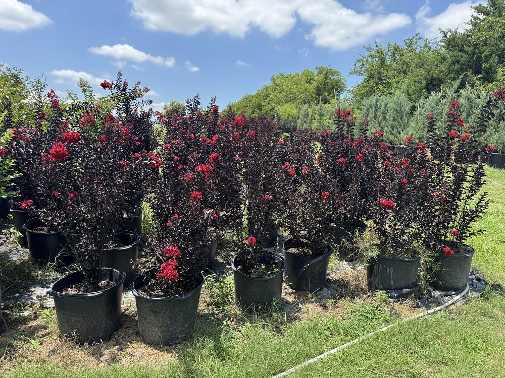 lagerstroemia-indica-black-diamond-best-red-crape-myrtle
