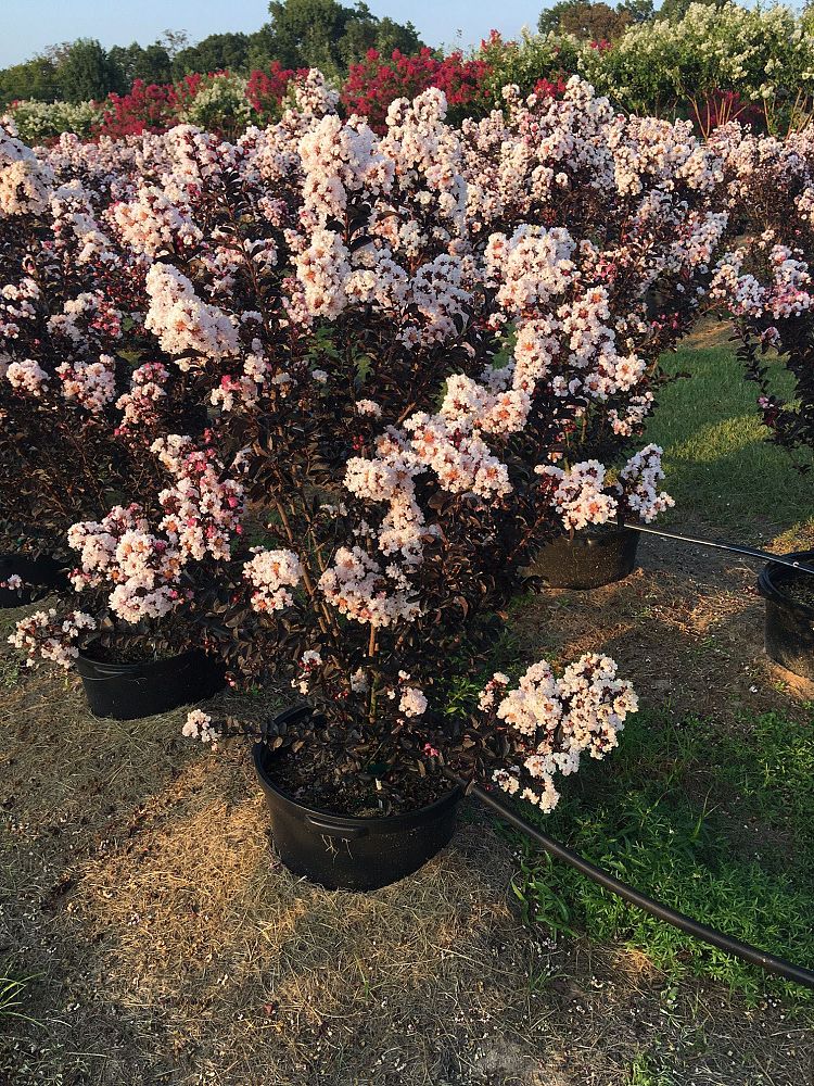 diamond lagerstroemia myrtle crape indica blush pure tree inc plantant height sorelle farm 15g plants