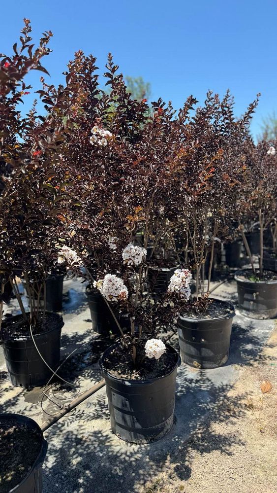 lagerstroemia-indica-black-diamond-blush-crape-myrtle