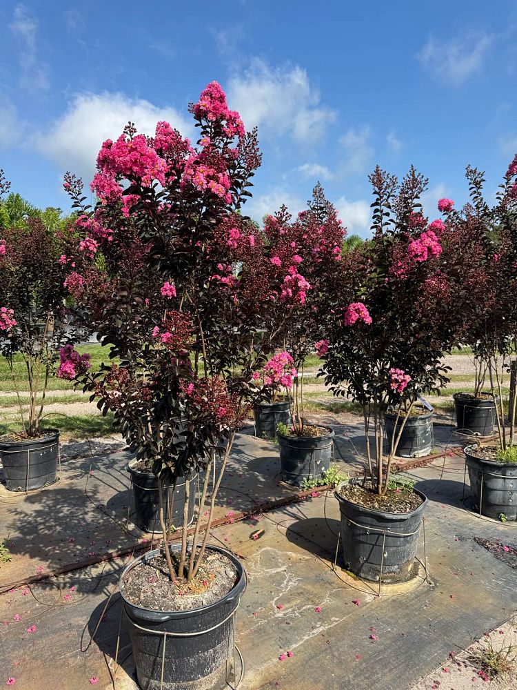 lagerstroemia-indica-black-diamond-blush-crape-myrtle