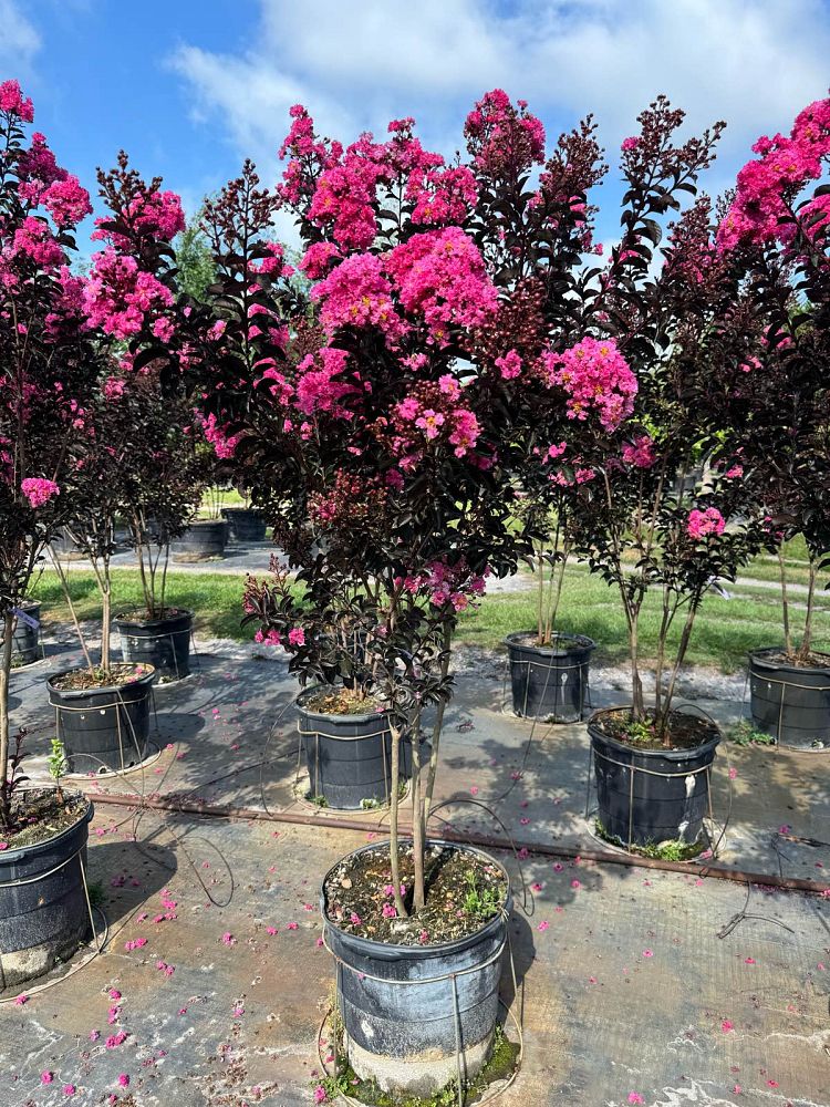 lagerstroemia-indica-black-diamond-blush-crape-myrtle