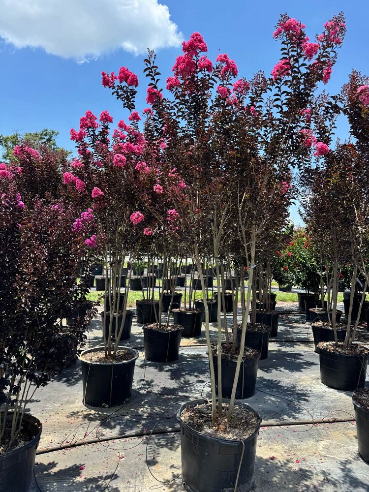 lagerstroemia-indica-black-diamond-blush-crape-myrtle