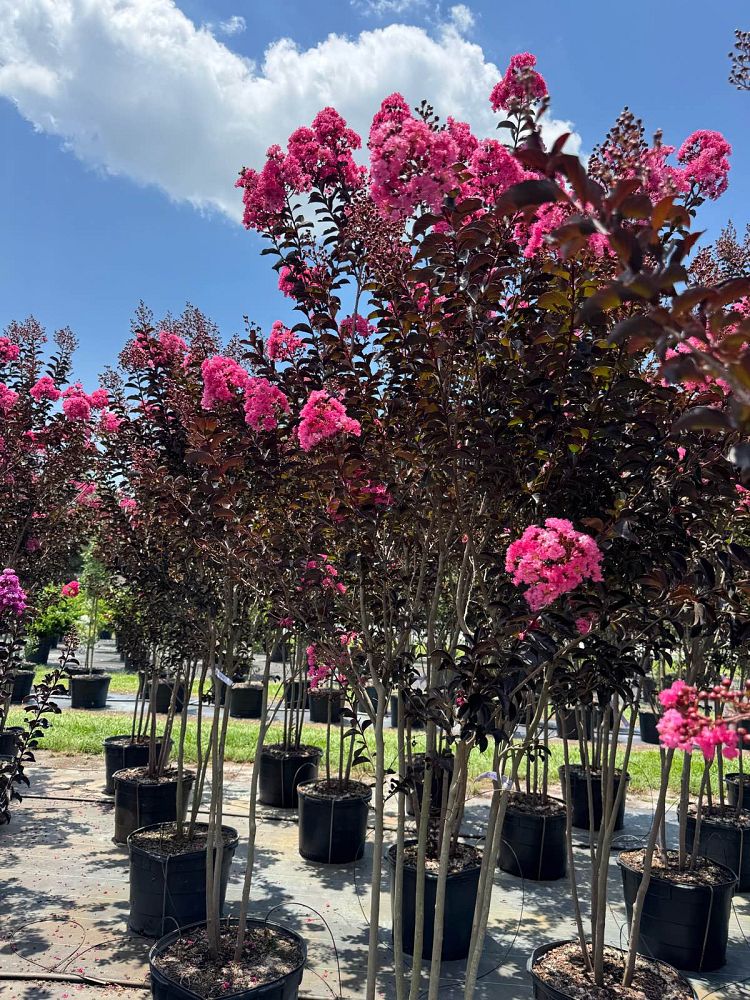 lagerstroemia-indica-black-diamond-blush-crape-myrtle