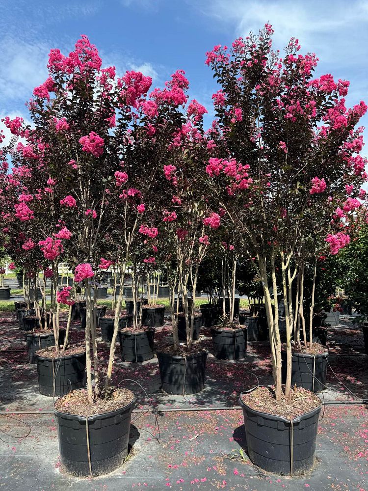 lagerstroemia-indica-black-diamond-blush-crape-myrtle