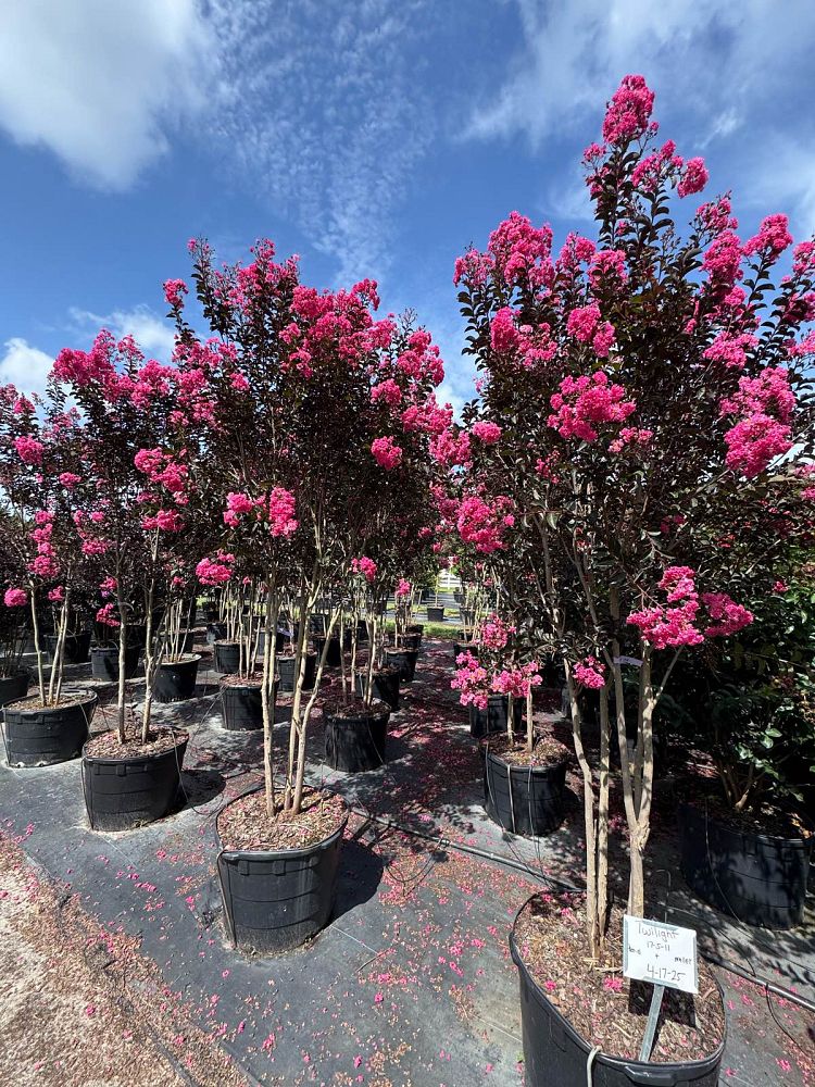 lagerstroemia-indica-black-diamond-blush-crape-myrtle