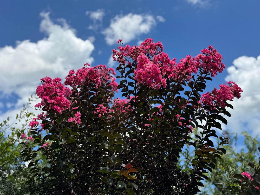 lagerstroemia-indica-black-diamond-blush-crape-myrtle