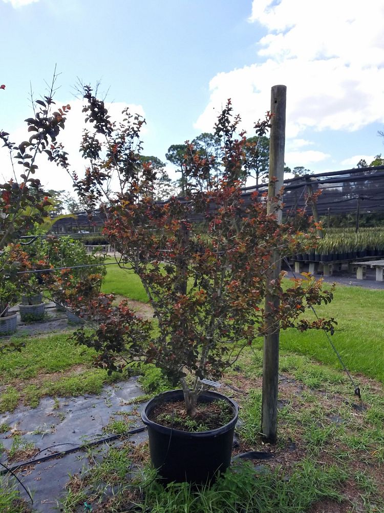 lagerstroemia-indica-black-diamond-crimson-red-crape-myrtle