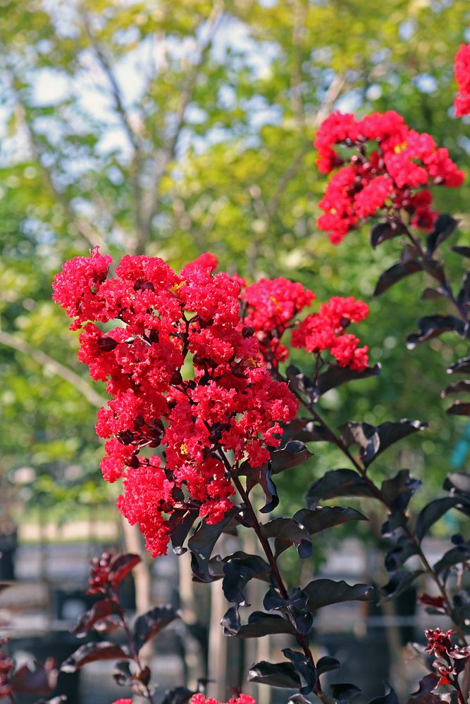 lagerstroemia-indica-black-diamond-crimson-red-crape-myrtle