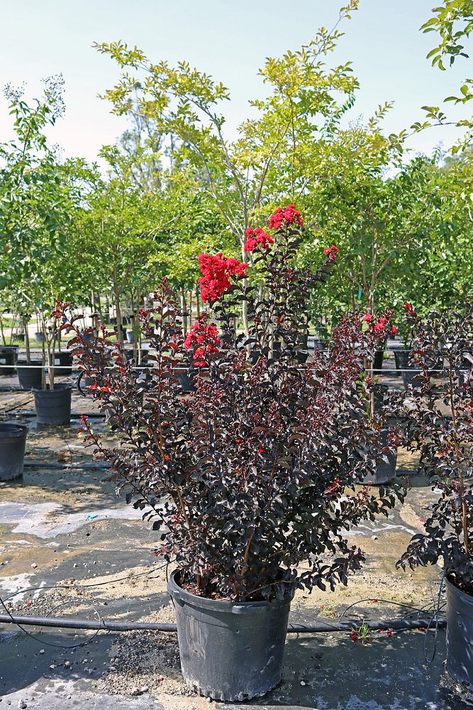 lagerstroemia-indica-black-diamond-crimson-red-crape-myrtle