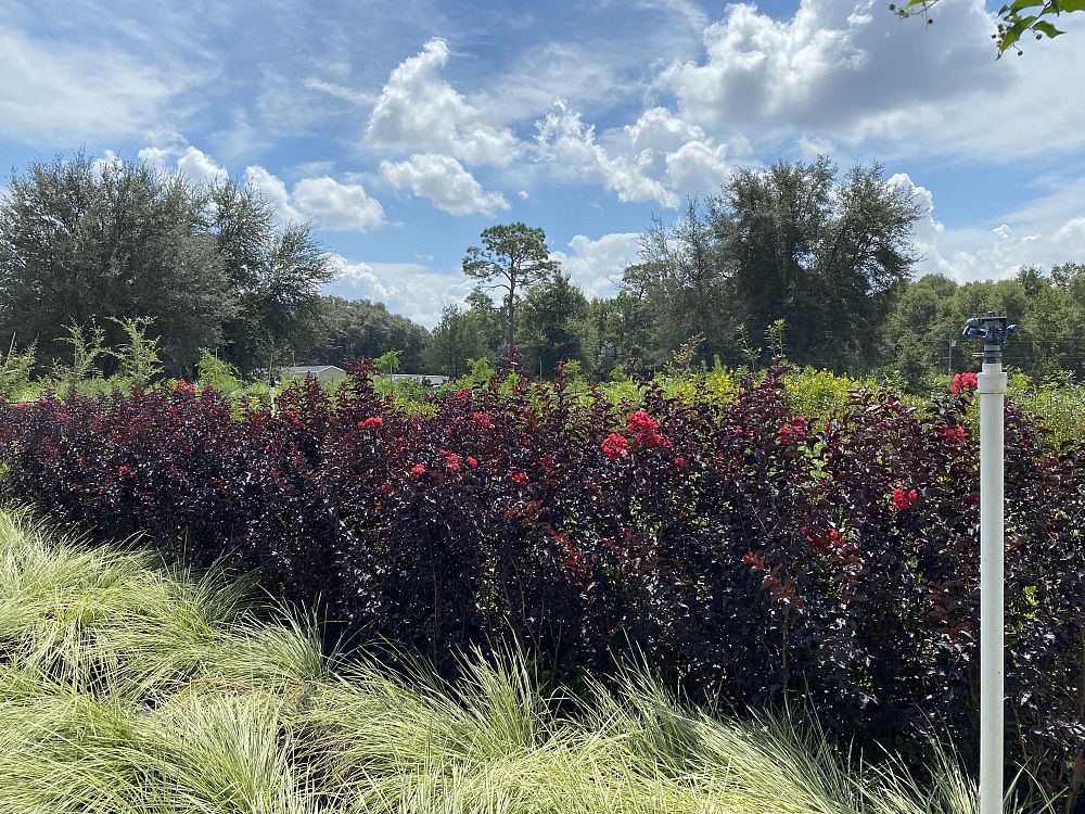 lagerstroemia-indica-black-diamond-crimson-red-crape-myrtle