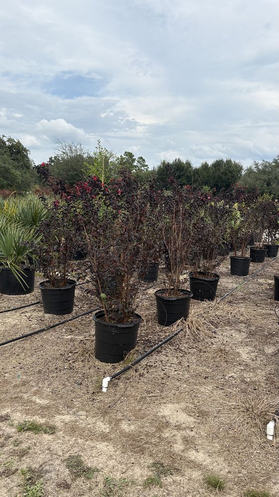 lagerstroemia-indica-black-diamond-crimson-red-crape-myrtle