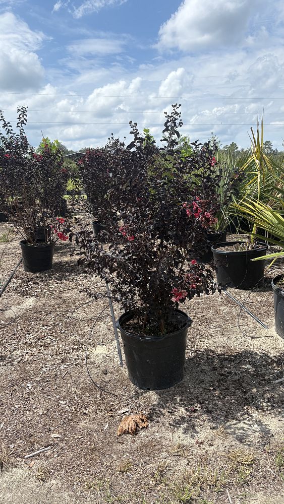 lagerstroemia-indica-black-diamond-crimson-red-crape-myrtle