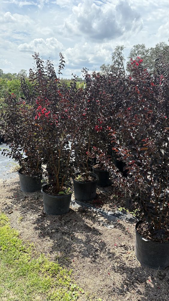 lagerstroemia-indica-black-diamond-crimson-red-crape-myrtle
