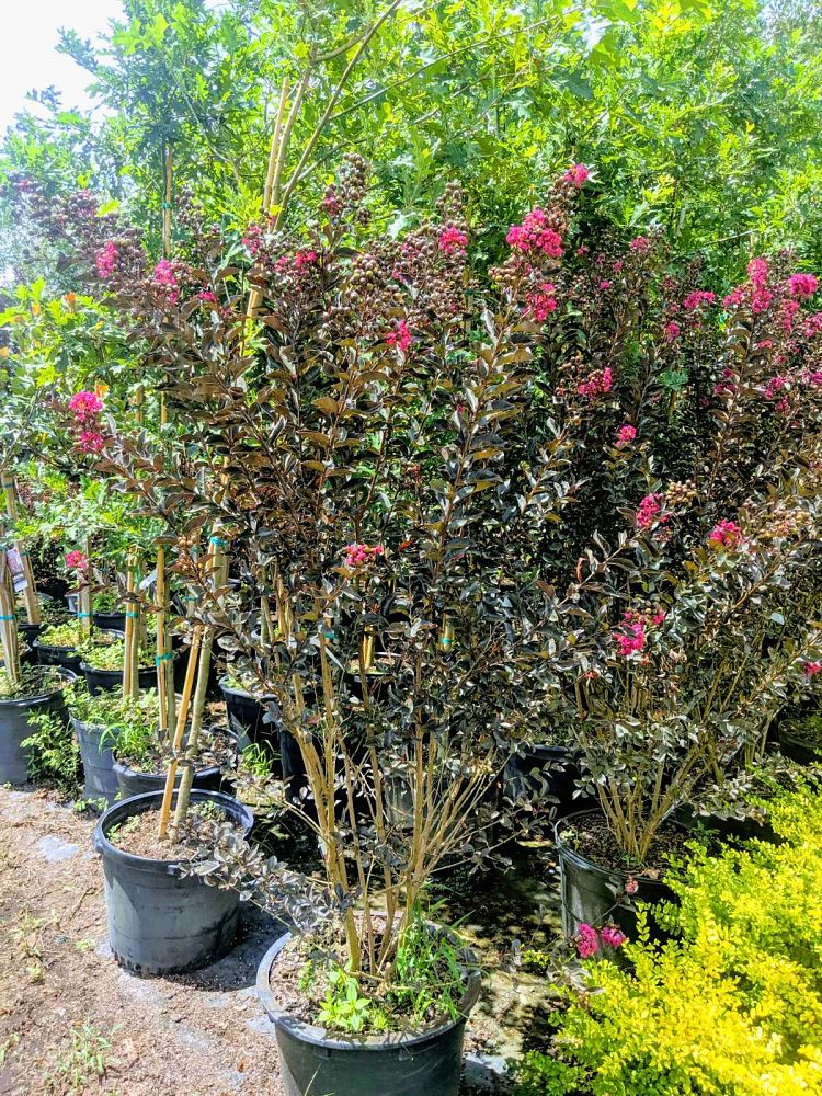 lagerstroemia-indica-black-diamond-mystic-magenta-crape-myrtle