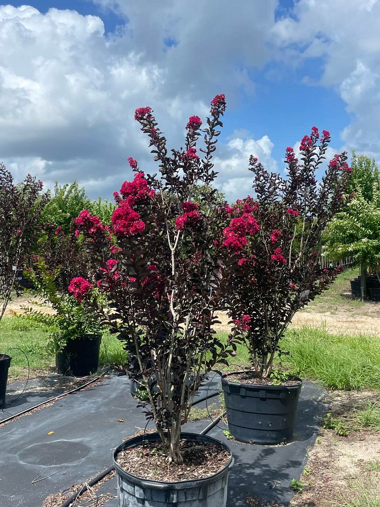 lagerstroemia-indica-black-diamond-mystic-magenta-crape-myrtle