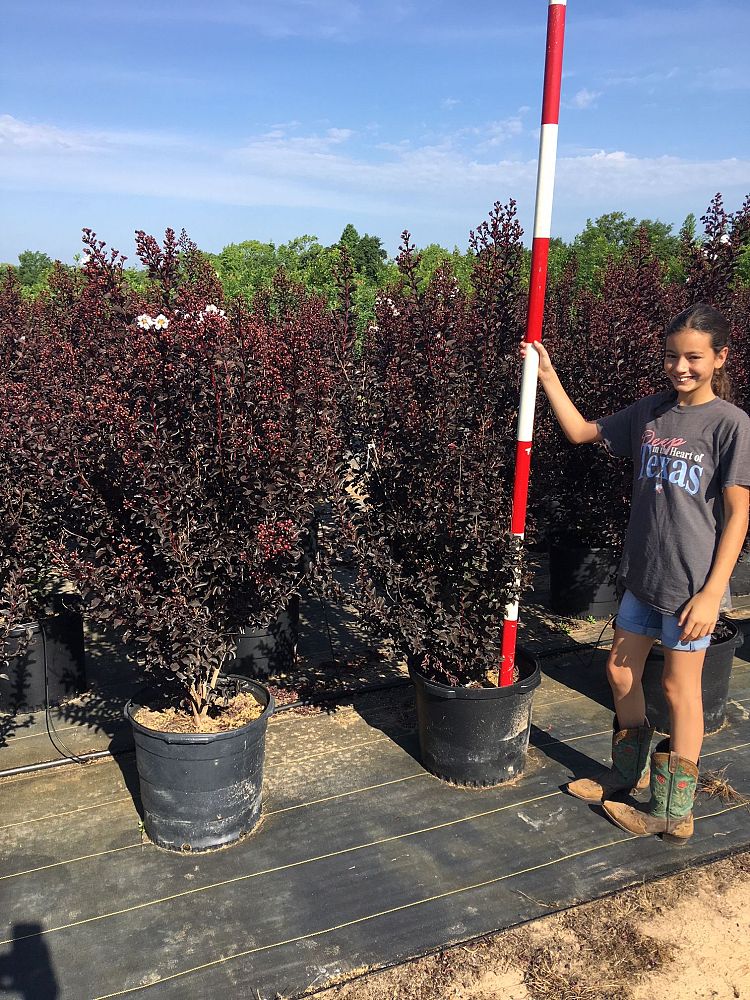 lagerstroemia-indica-black-diamond-pure-white-crape-myrtle