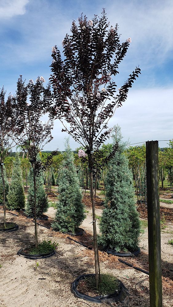 lagerstroemia-indica-black-diamond-pure-white-crape-myrtle