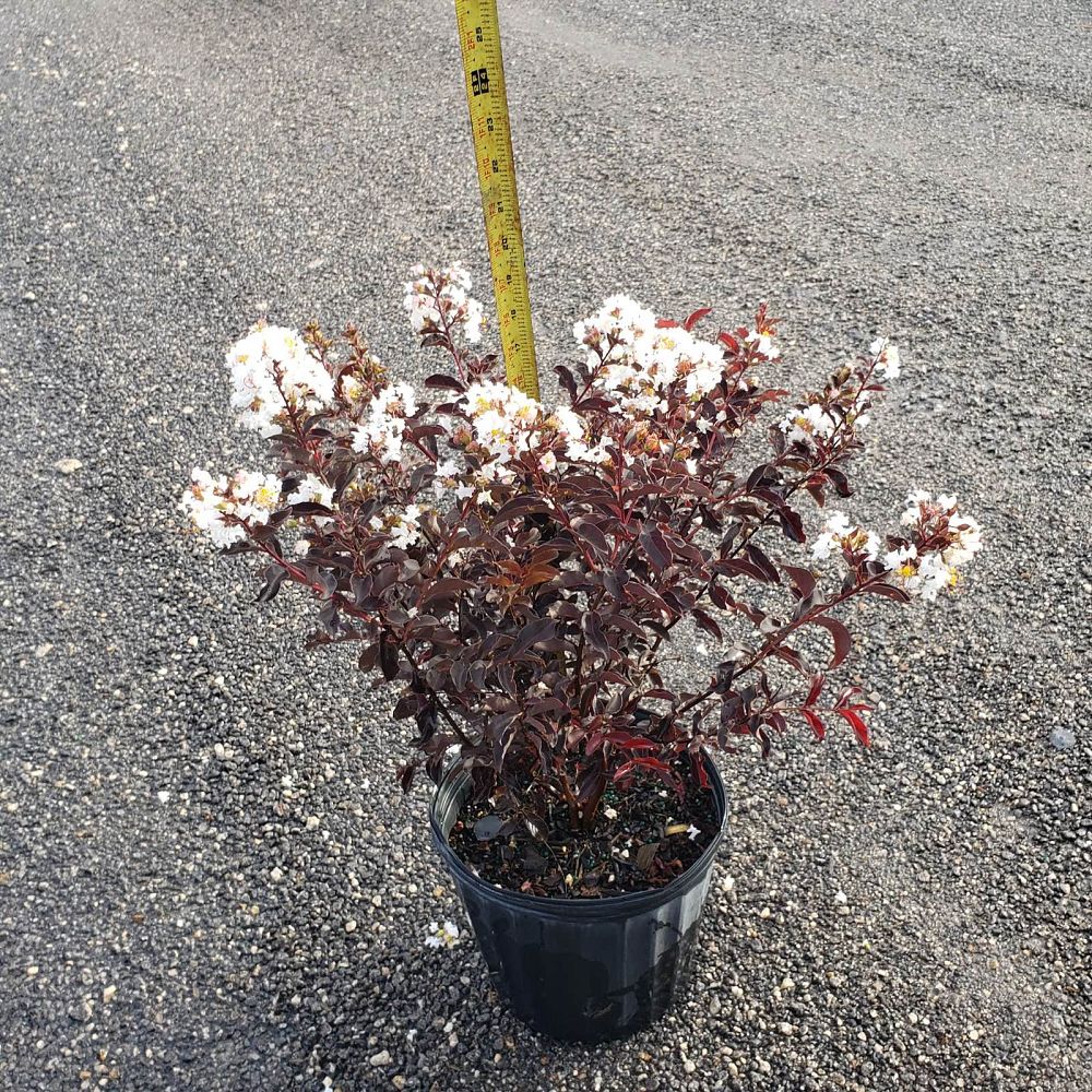 lagerstroemia-indica-black-diamond-pure-white-crape-myrtle