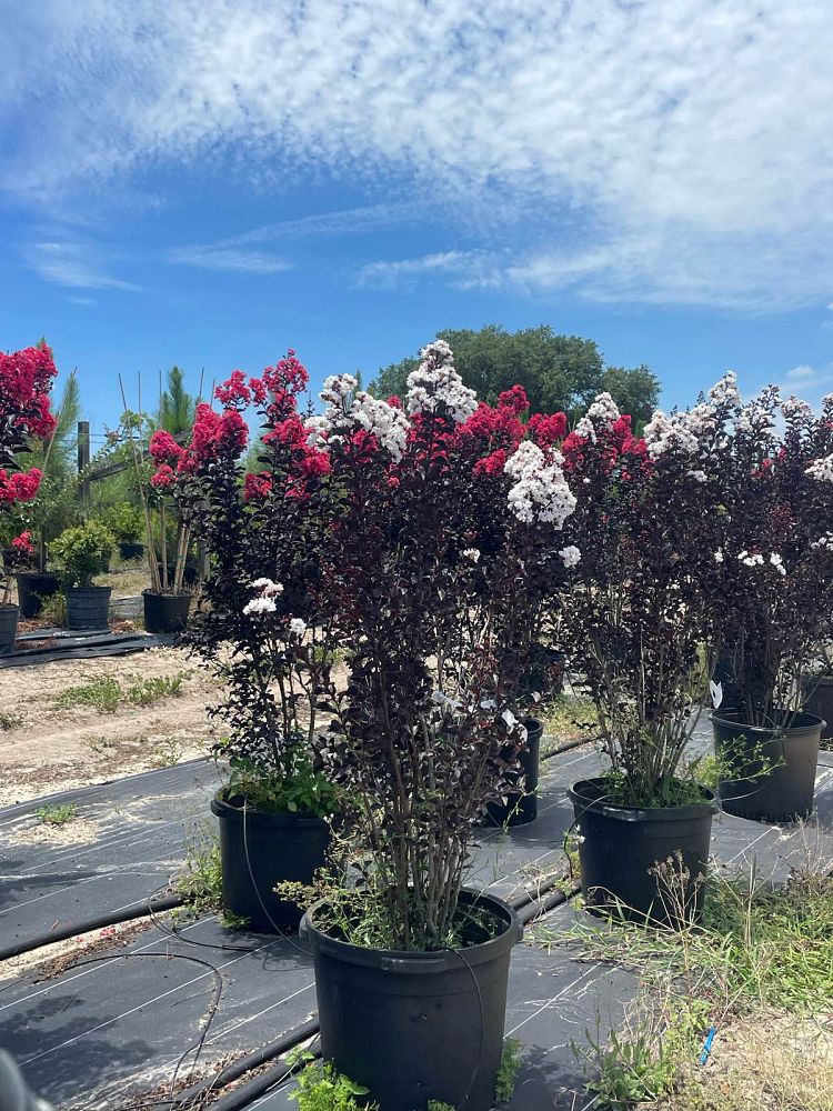 lagerstroemia-indica-black-diamond-pure-white-crape-myrtle