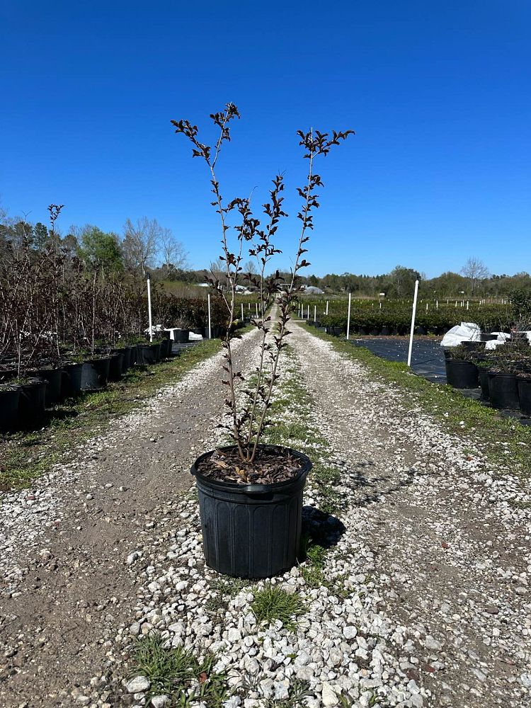 lagerstroemia-indica-black-diamond-pure-white-crape-myrtle
