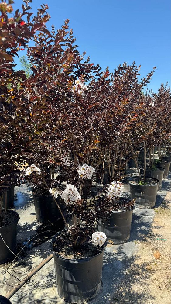 lagerstroemia-indica-black-diamond-pure-white-crape-myrtle