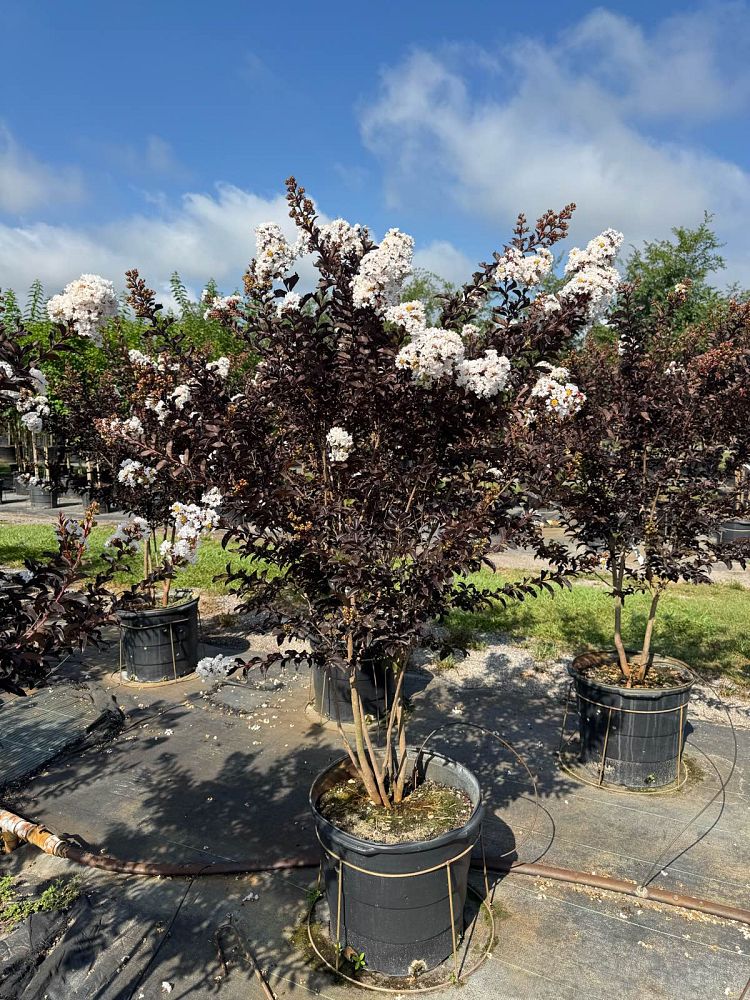 lagerstroemia-indica-black-diamond-pure-white-crape-myrtle