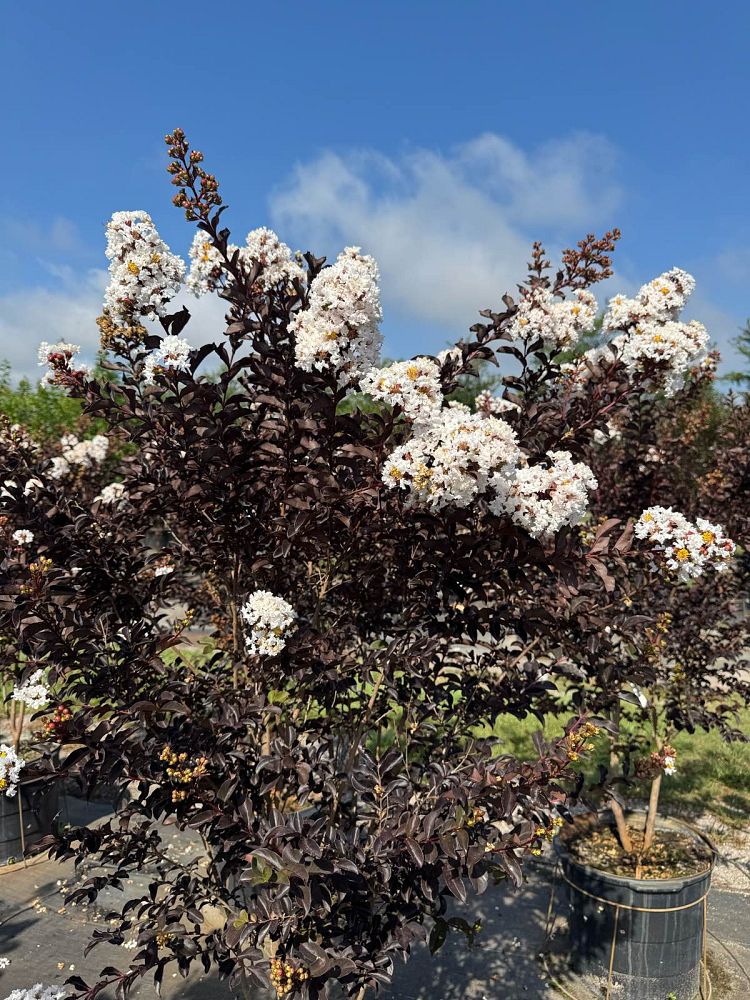 lagerstroemia-indica-black-diamond-pure-white-crape-myrtle