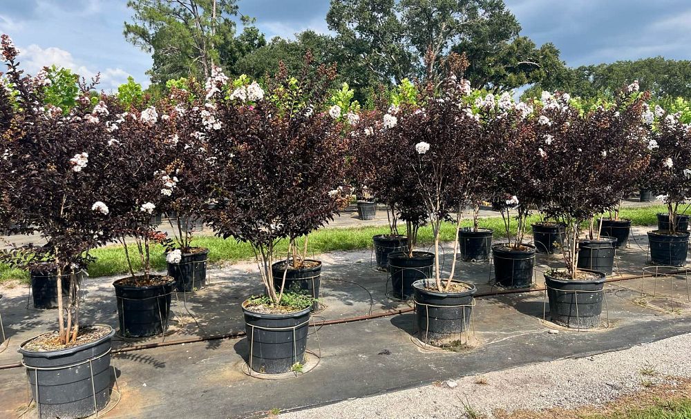 lagerstroemia-indica-black-diamond-pure-white-crape-myrtle