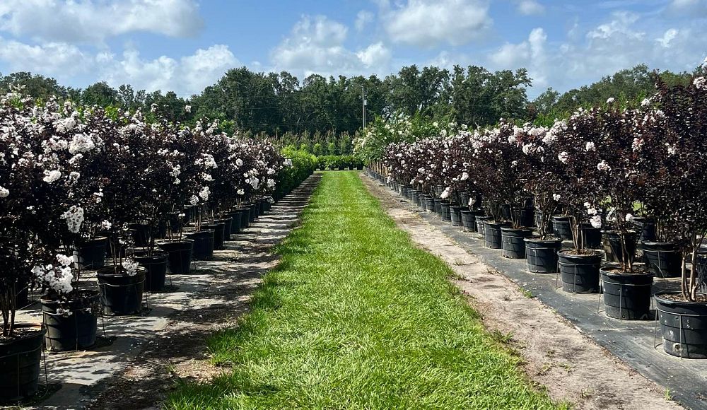 lagerstroemia-indica-black-diamond-pure-white-crape-myrtle