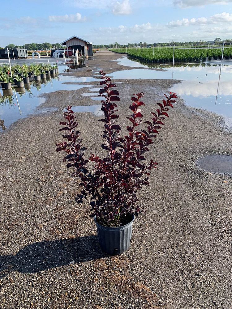 lagerstroemia-indica-black-diamond-pure-white-crape-myrtle