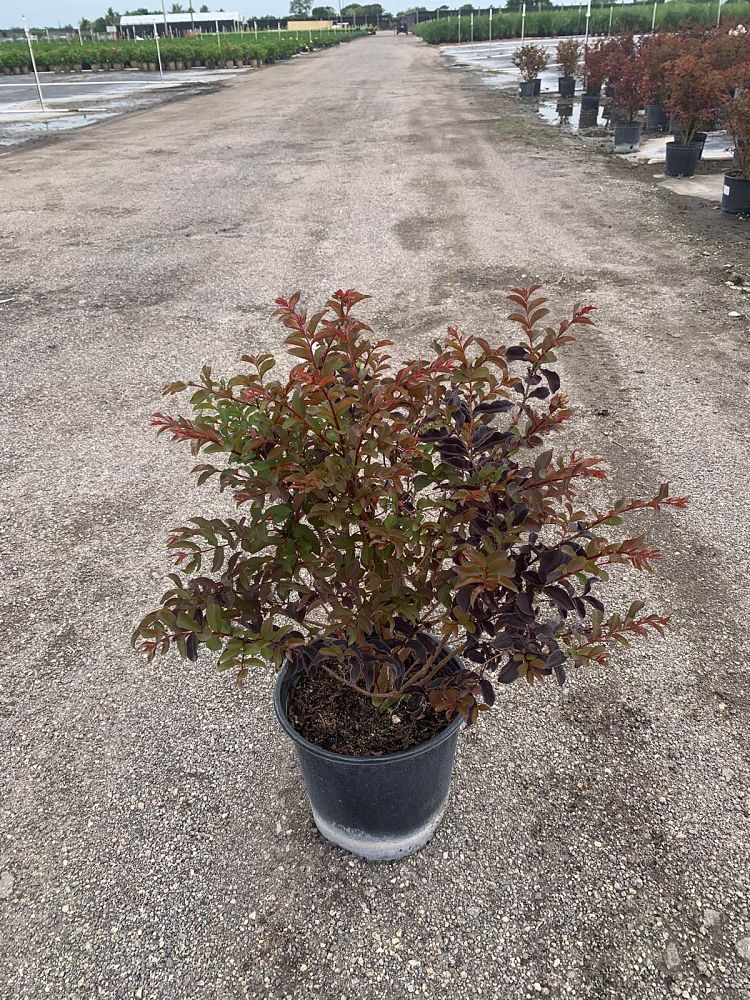 lagerstroemia-indica-black-diamond-pure-white-crape-myrtle