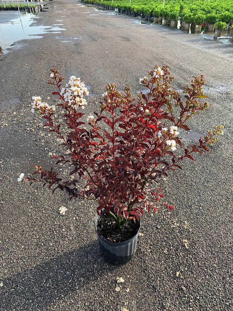 lagerstroemia-indica-black-diamond-pure-white-crape-myrtle