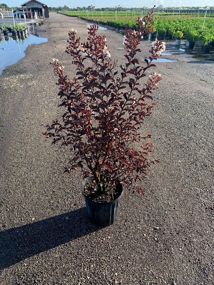 lagerstroemia-indica-black-diamond-pure-white-crape-myrtle