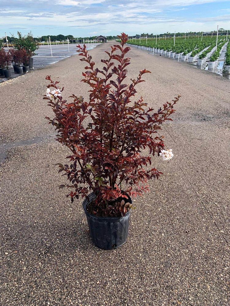 lagerstroemia-indica-black-diamond-pure-white-crape-myrtle